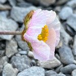 Ranunculus glacialis Žiedas