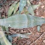 Agave americana葉