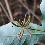 Monanthotaxis laurentii Fruit