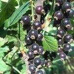 Ribes magellanicum Fruto