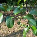 Turraea nilotica Leaf
