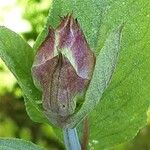Salvia officinalis Fleur
