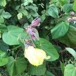 Oenothera strictaFlower