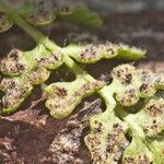 Woodsia alpina Fruto