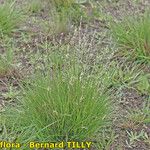 Nardus stricta Хабит