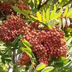 Sorbus americana Vaisius