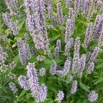 Agastache foeniculum Yeri