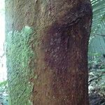 Richeria grandis Bark