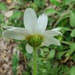 Leucanthemum pallens Fiore