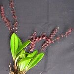 Stelis superbiens Otro