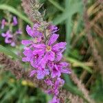 Lythrum salicariaBloem