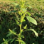 Amaranthus hybridus ശീലം