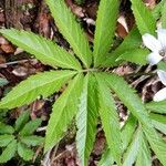 Cardamine heptaphylla ഇല