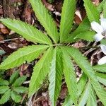 Cardamine heptaphylla Blad