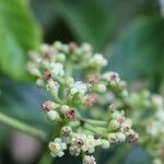Leea guineensis Blomst