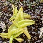Pinguicula calyptrata Hoja