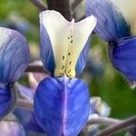 Lupinus nootkatensis Cvijet