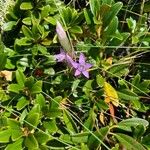 Gentianella ramosa Flor