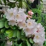 Rhododendron decorum Flor