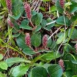 Salix reticulata عادت داشتن