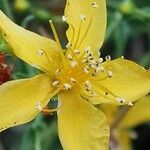 Hypericum triquetrifolium Цветок