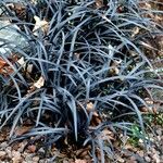 Ophiopogon planiscapus 整株植物