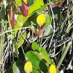 Aristolochia sempervirens Çiçek