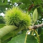 Castanea crenata 果實