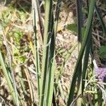 Hesperaloe parviflora Foglia