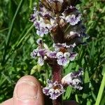 Orobanche crenata Kvet