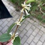 Osmanthus fragransFlower