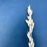 Bromus lanceolatus Fleur