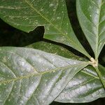 Angostura granulosa Hoja