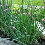 Allium ascalonicum Leaf