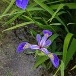 Iris versicolor Květ