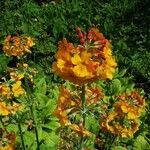 Primula bulleyana Blomma