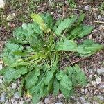 Rumex pulcher Leaf