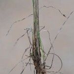 Helictochloa bromoides Mosusu