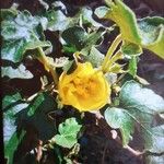 Fremontodendron californicum Ліст