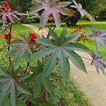 Ricinus communisLapas