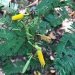 Vachellia collinsii Кветка