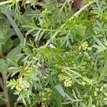 Lepidium didymum Hoja