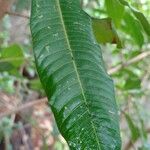 Lithraea molleoides Hoja