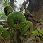 Ficus auriculata Fruit