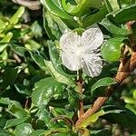 Luma apiculata Květ