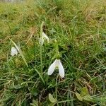 Galanthus plicatus花