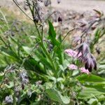 Lindelofia stylosa Flor