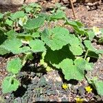 Asarina procumbens Habit