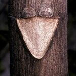 Cecropia obtusa Fuelha