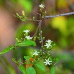 Olax dissitiflora Blüte